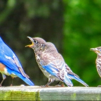 A New Bluebird Family